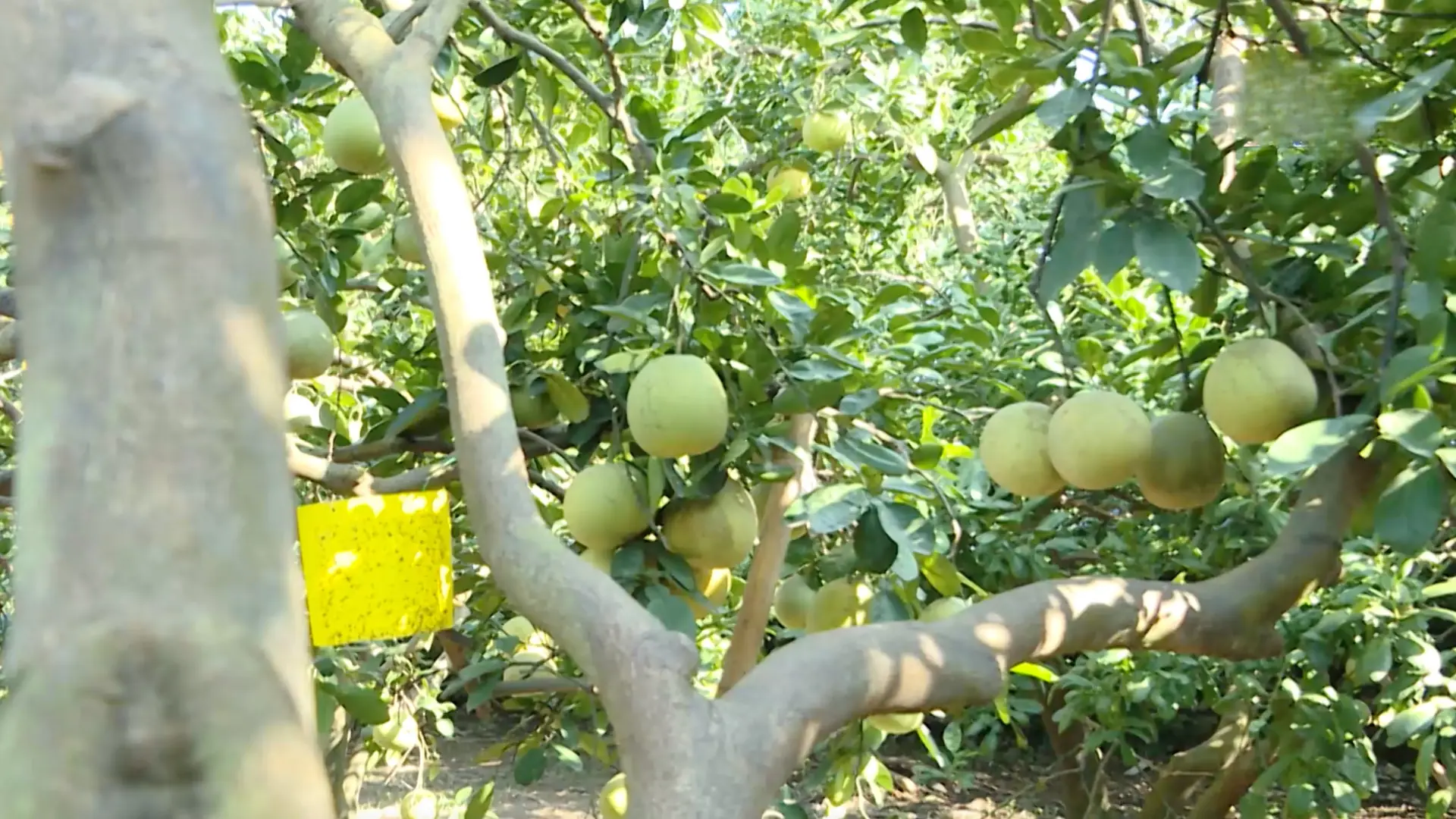 Thay đổi tập quán sản xuất bằng chuyển đổi cơ cấu cây trồng | Nông nghiệp và Môi trường | 07/12/2025